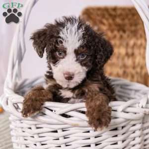 Hawk, Mini Bernedoodle Puppy